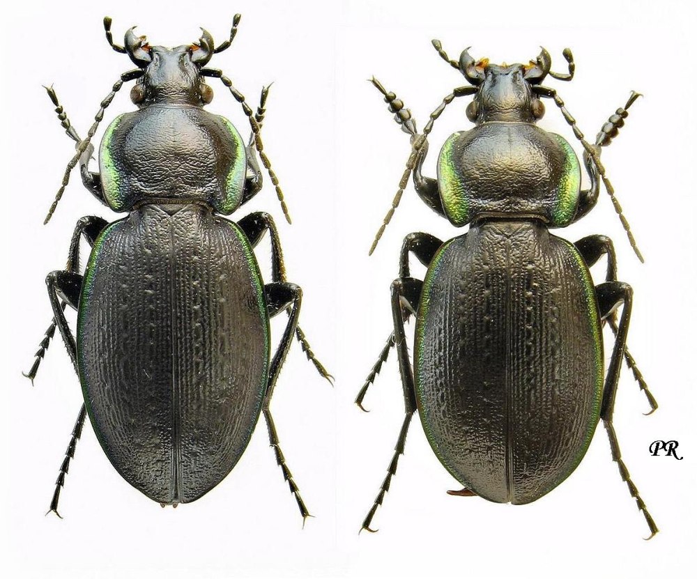 Carabus Campestris