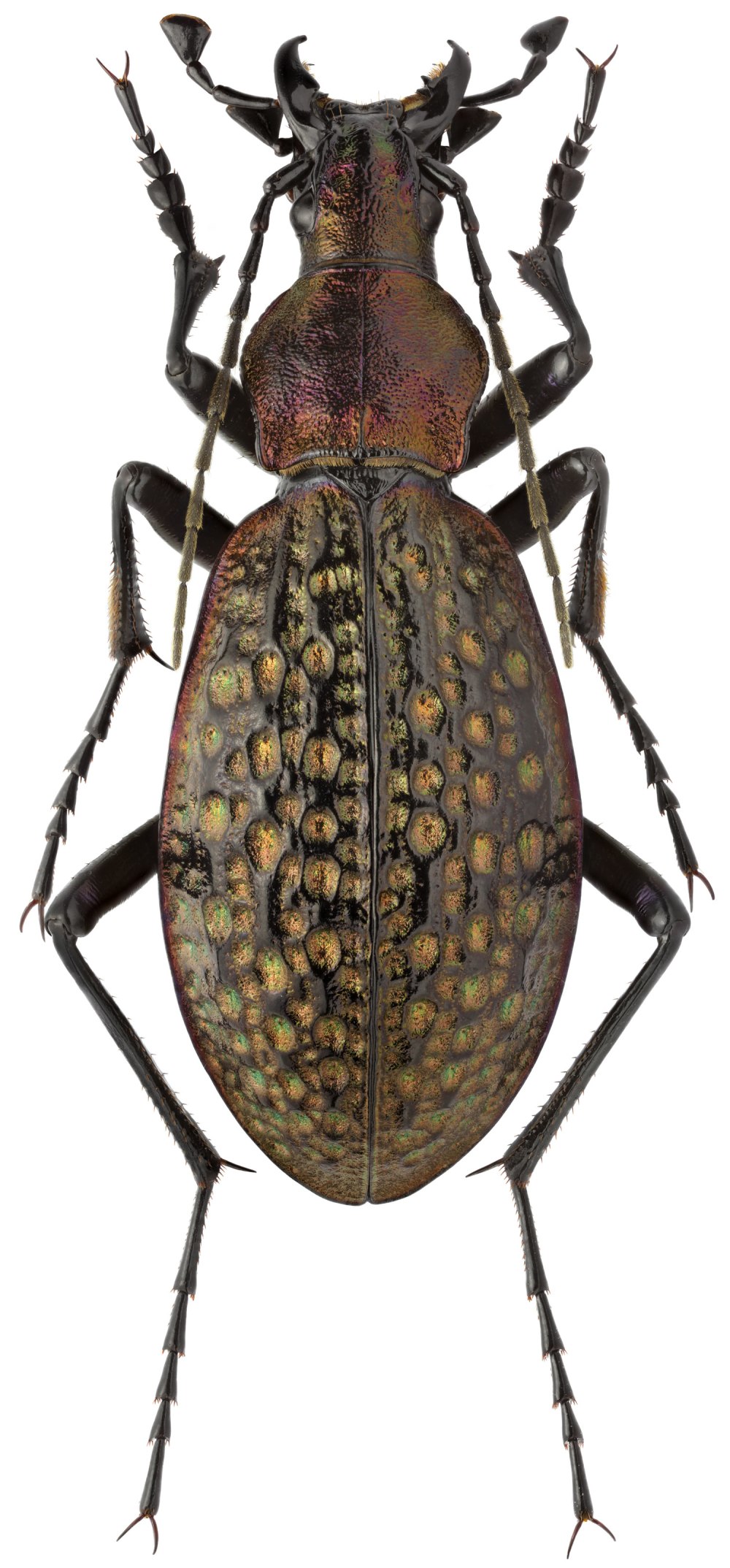 Carabidae коричневая