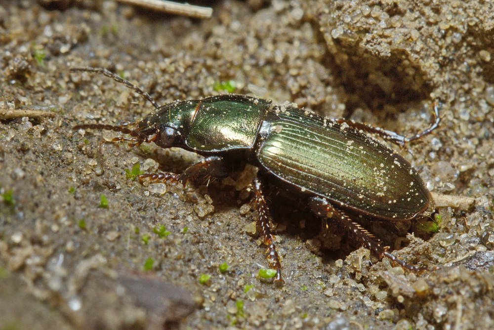 Harpalus Жук