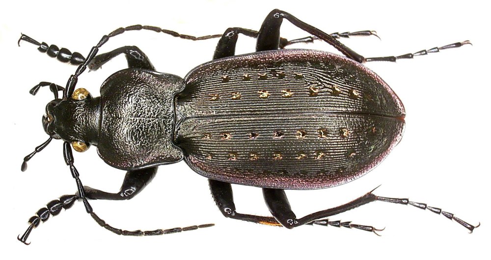 Carabus (=oreocarabus) Hortensis (Linnaeus, 1758)