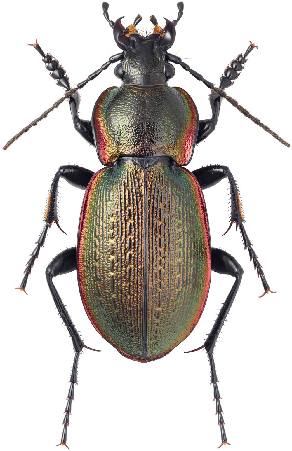 Fominykh Carabus
