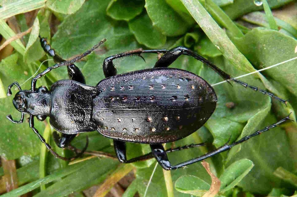 Жужелица Садовая - Carabus Hortensis