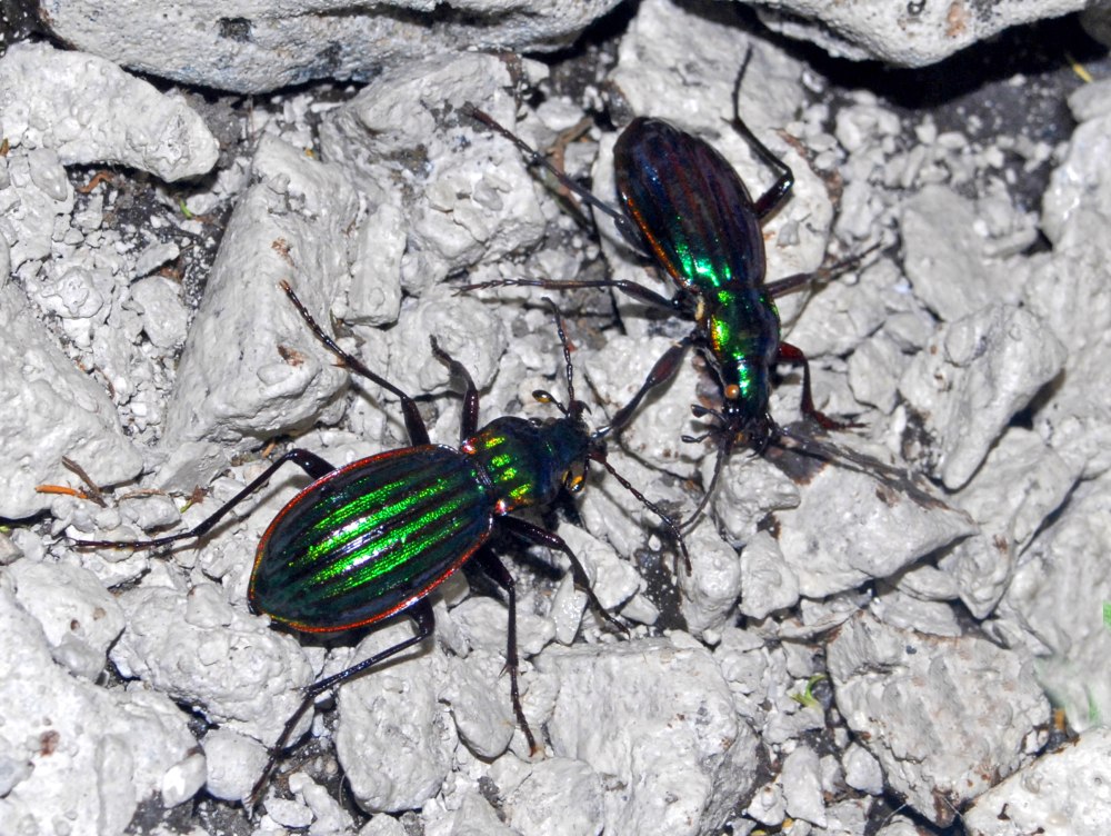 Carabus усики щетинковидные