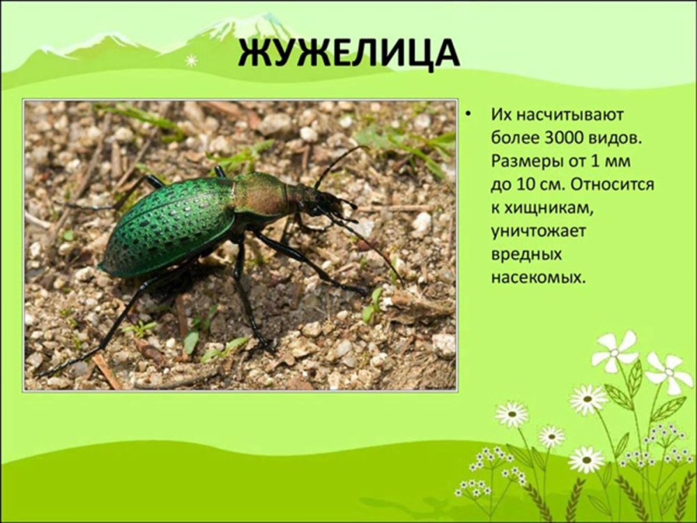 Насекомые Луга доклад