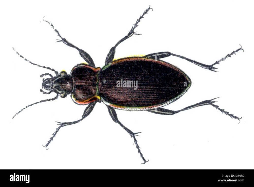 Carabus marginalis