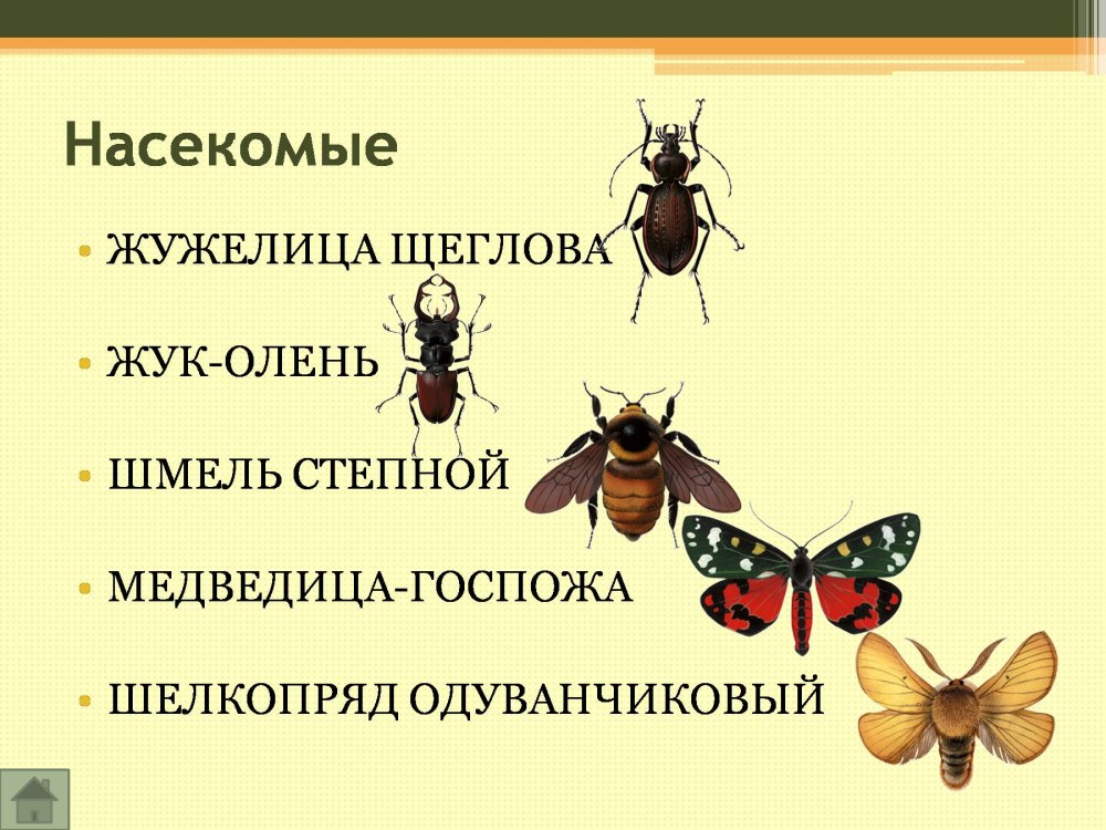 Тип развития медведицы госпожи