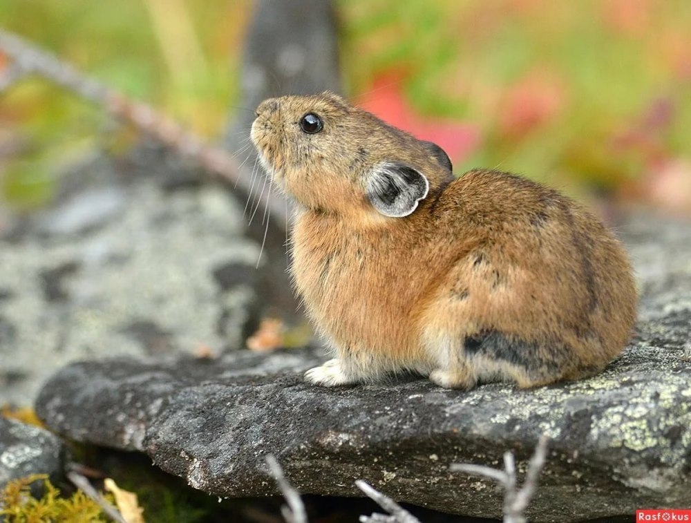 Северная пищуха (Ochotona Hyperborea)