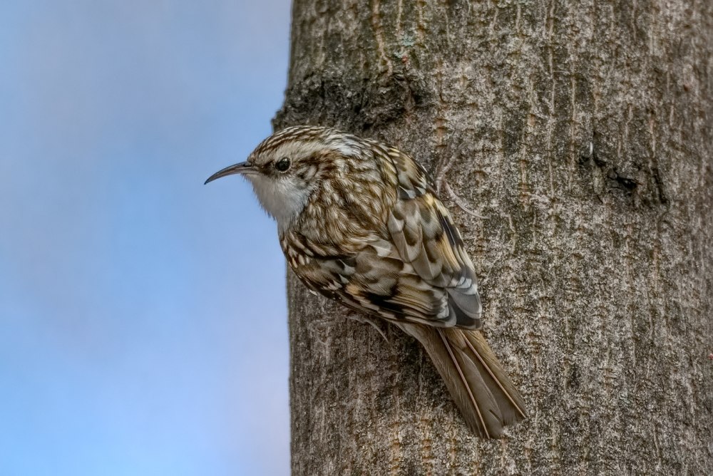 Обыкновенная пищуха (лат. Certhia familiaris)