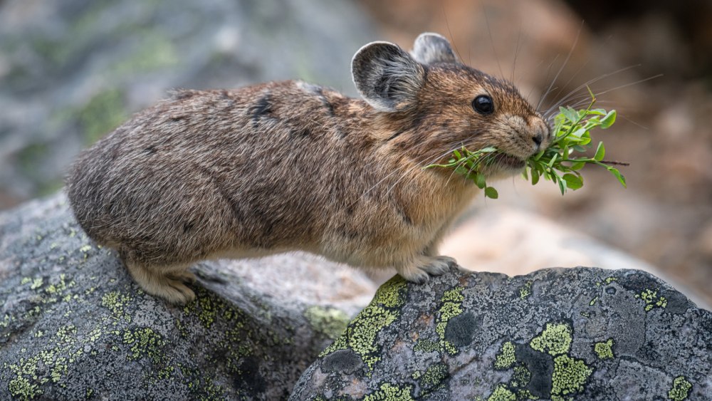 Rock Rabbit