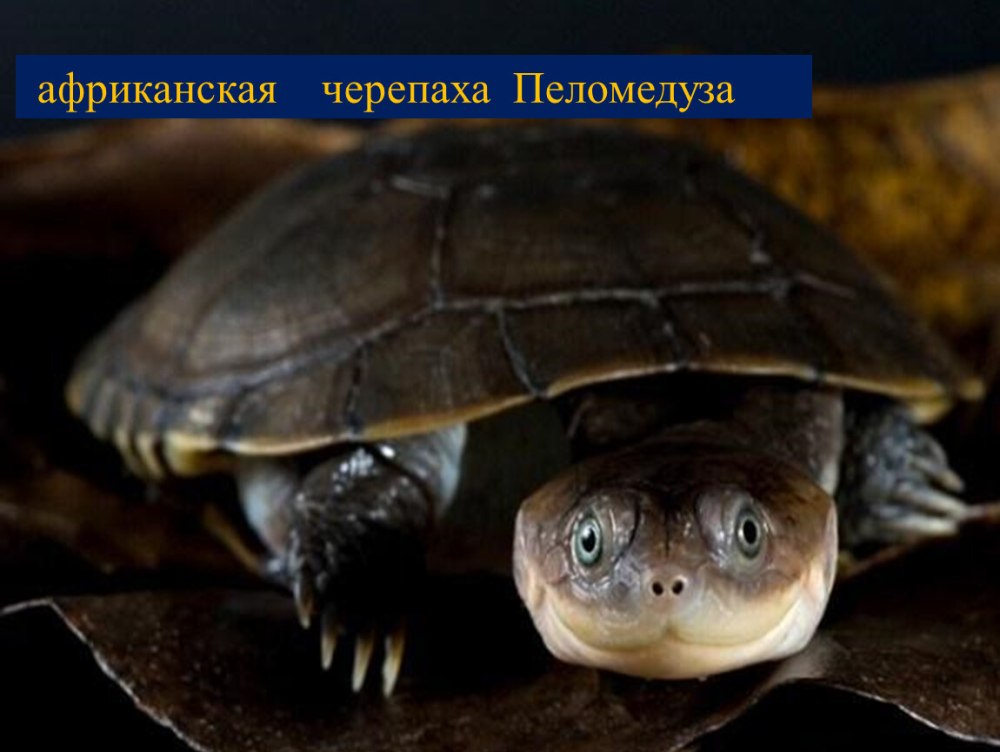 Черепаха пеломедуза