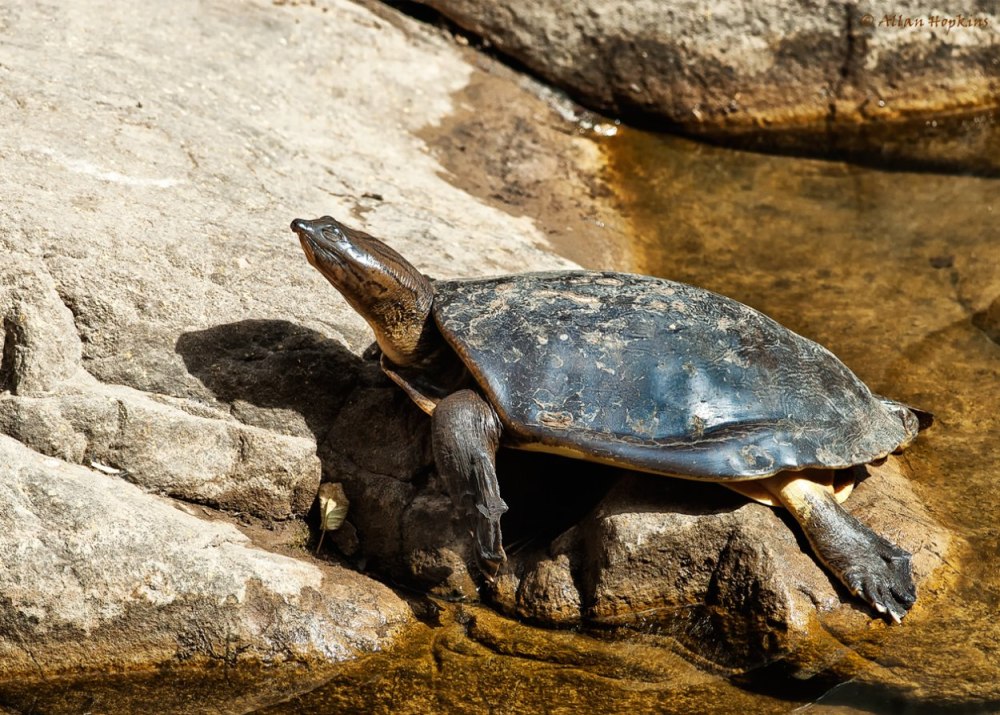 Flapshell Turtle