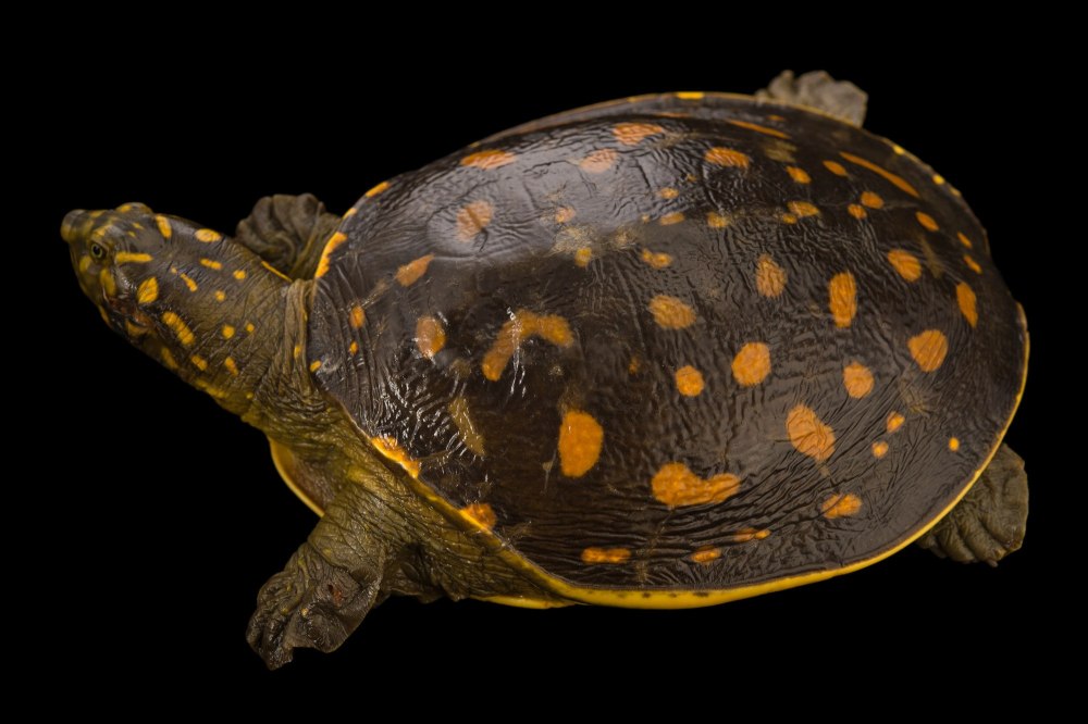 Lissemys punctata