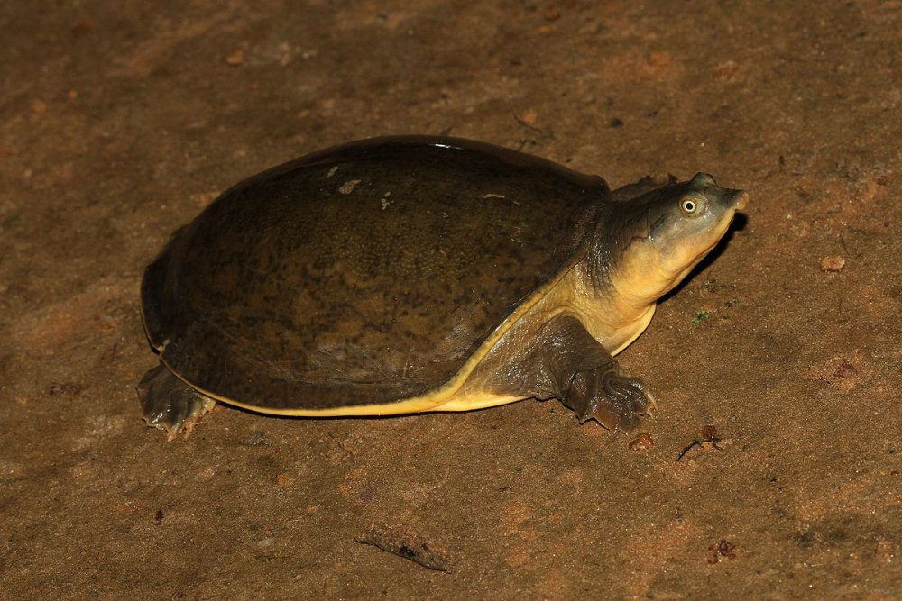 Lissemys punctata