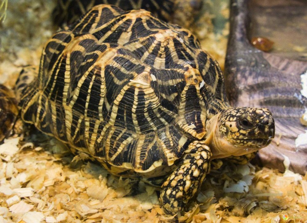 Indotestudo elongata