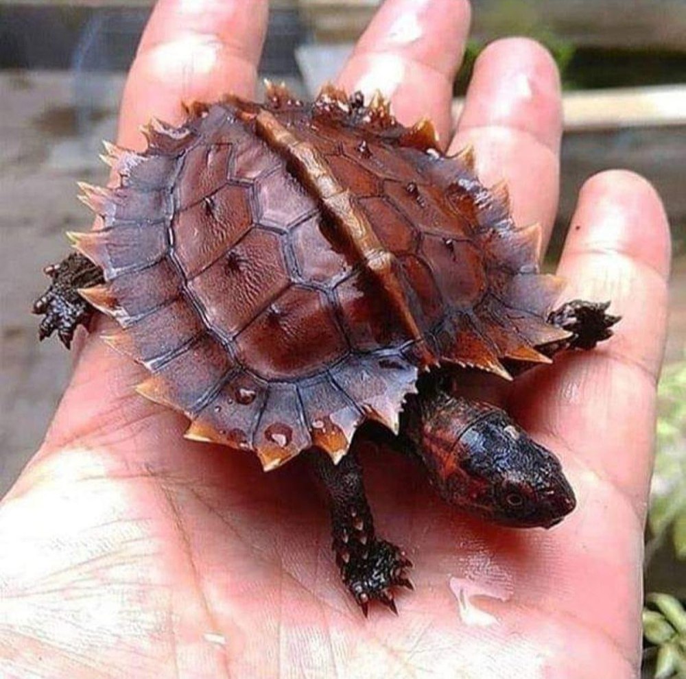 Колючая черепаха Heosemys spinosa