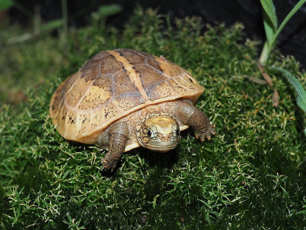 Cuora mouhotii