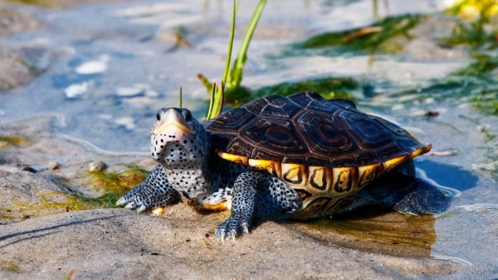 Graptemys nigrinoda