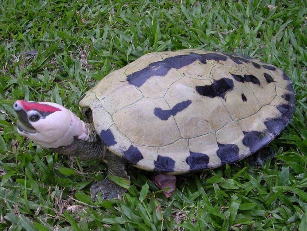 Callagur borneoensis