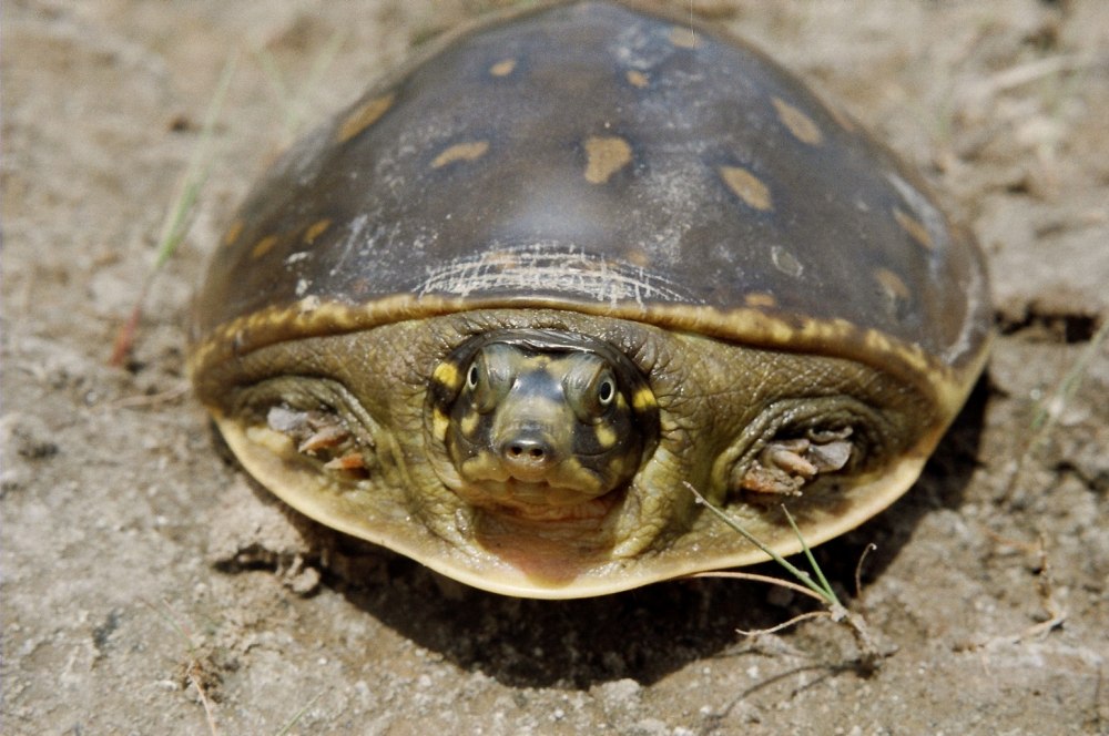 Lissemys punctata скелет