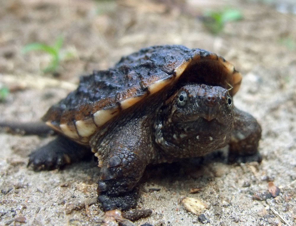 Graptemys nigrinoda