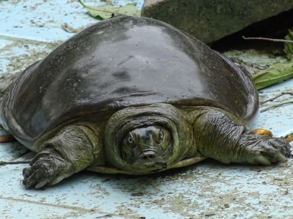 Lissemys punctata