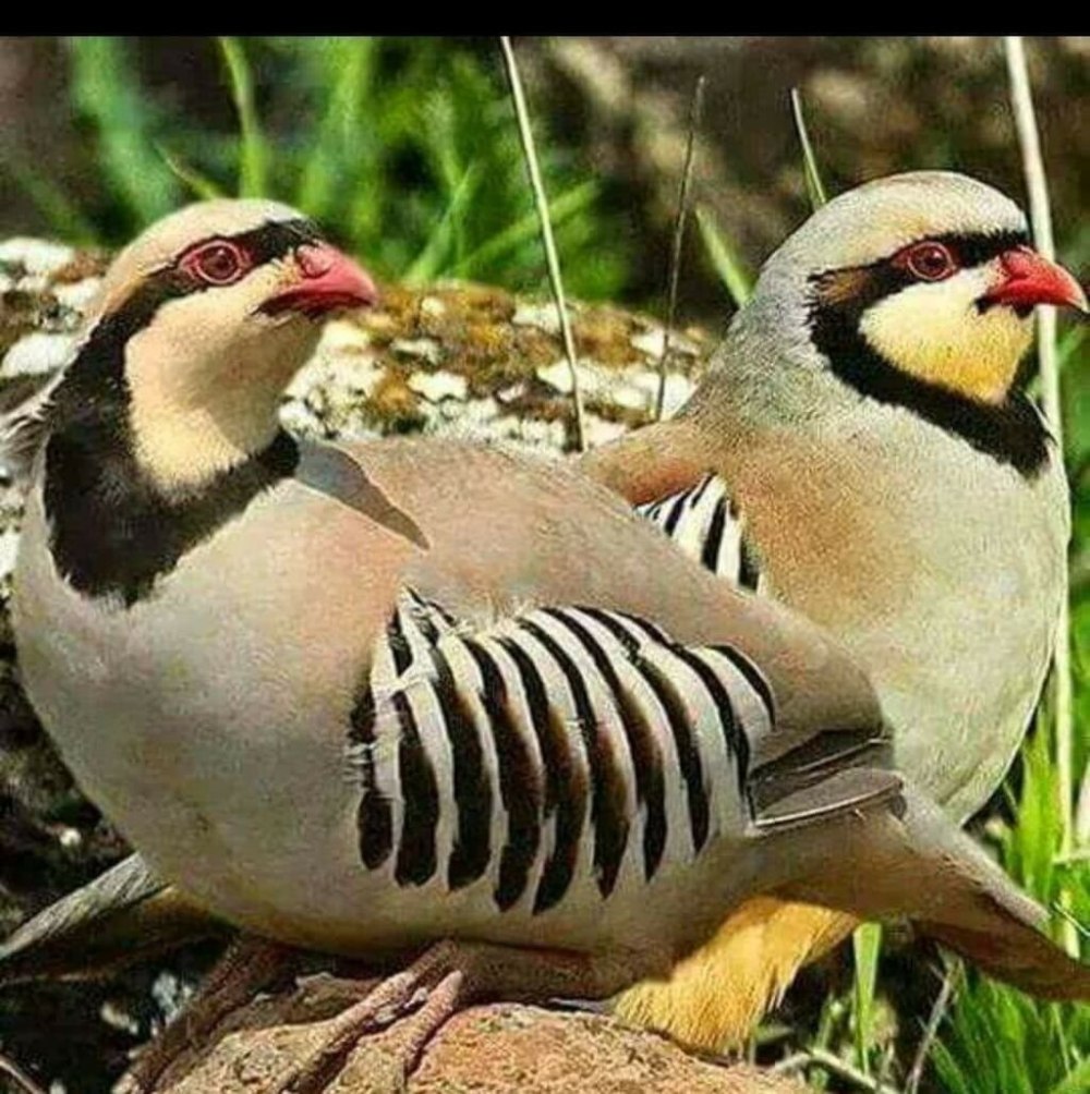 Кеклики самец и самка птицы