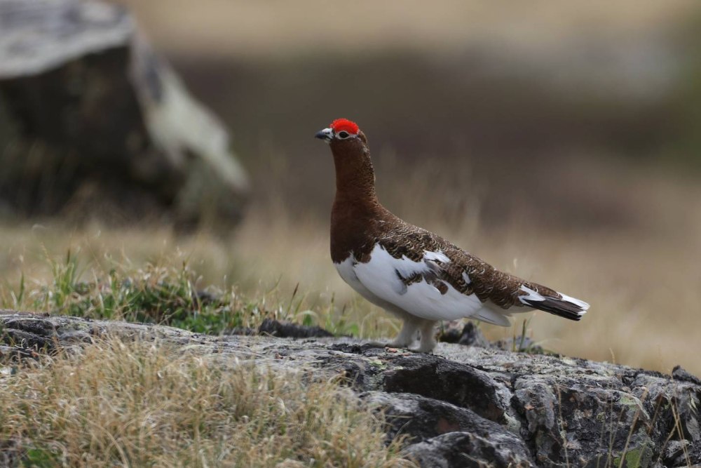 Willow Ptarmigan