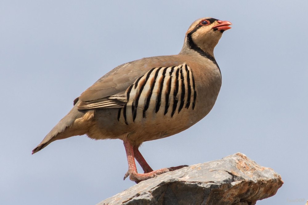 Chukar Partridge