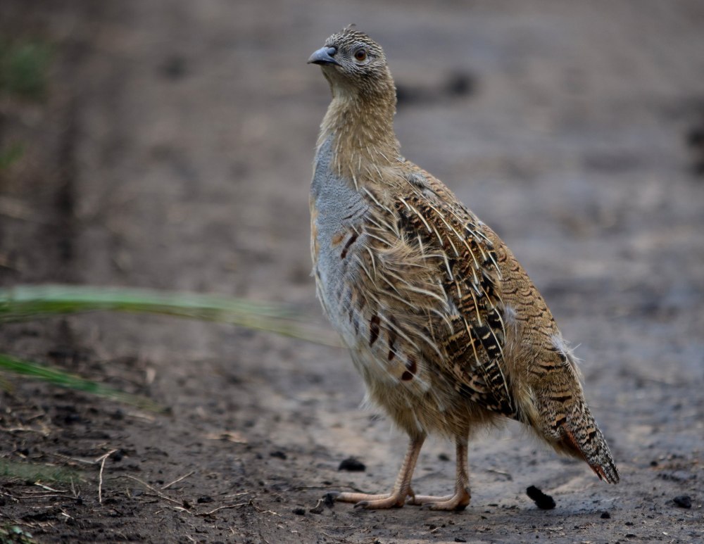 Przewalski's Partridge