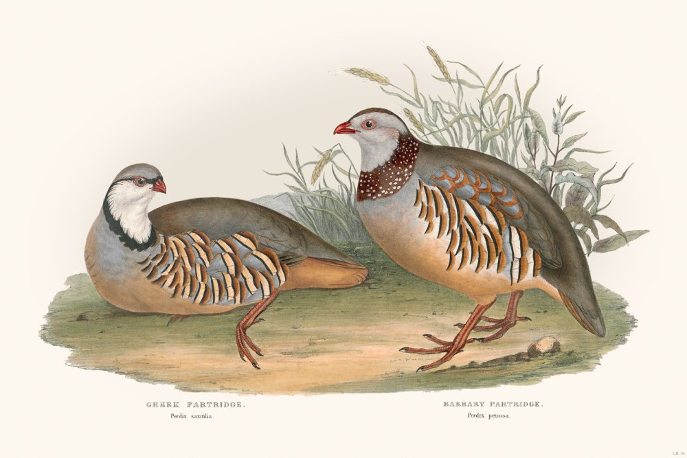 Alectoris Barbara