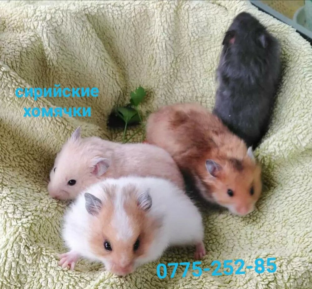 Пушистые сирийские хомяки купить в Ростове на Дону