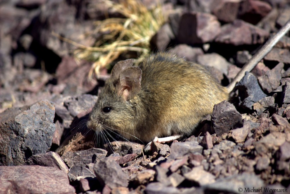 Phyllotis xanthopygus rupestris
