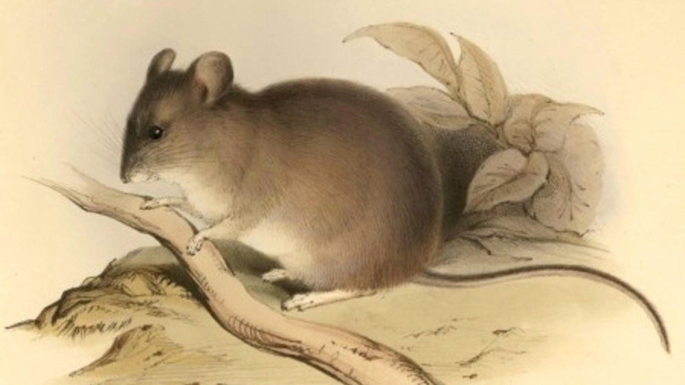 Phyllotis xanthopygus rupestris