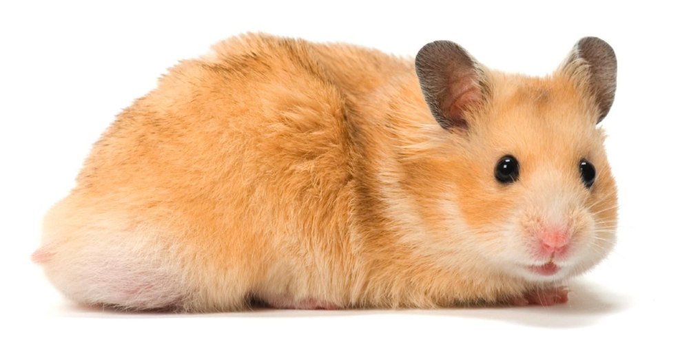 Хомяк сирийский