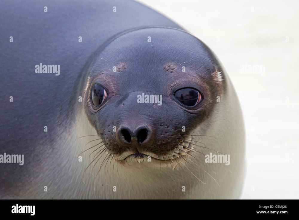 Hooded Seal в переводе на русский