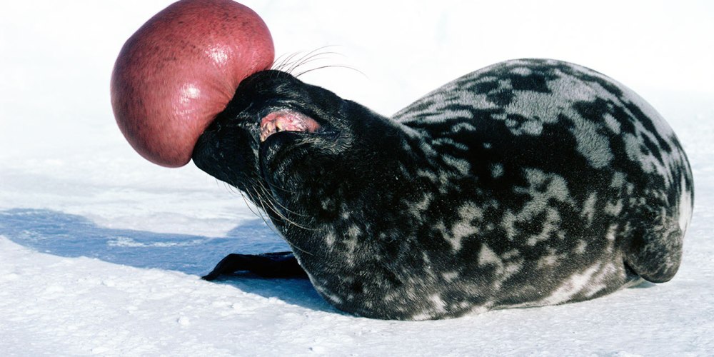 Хохлач (Cystophora cristata)