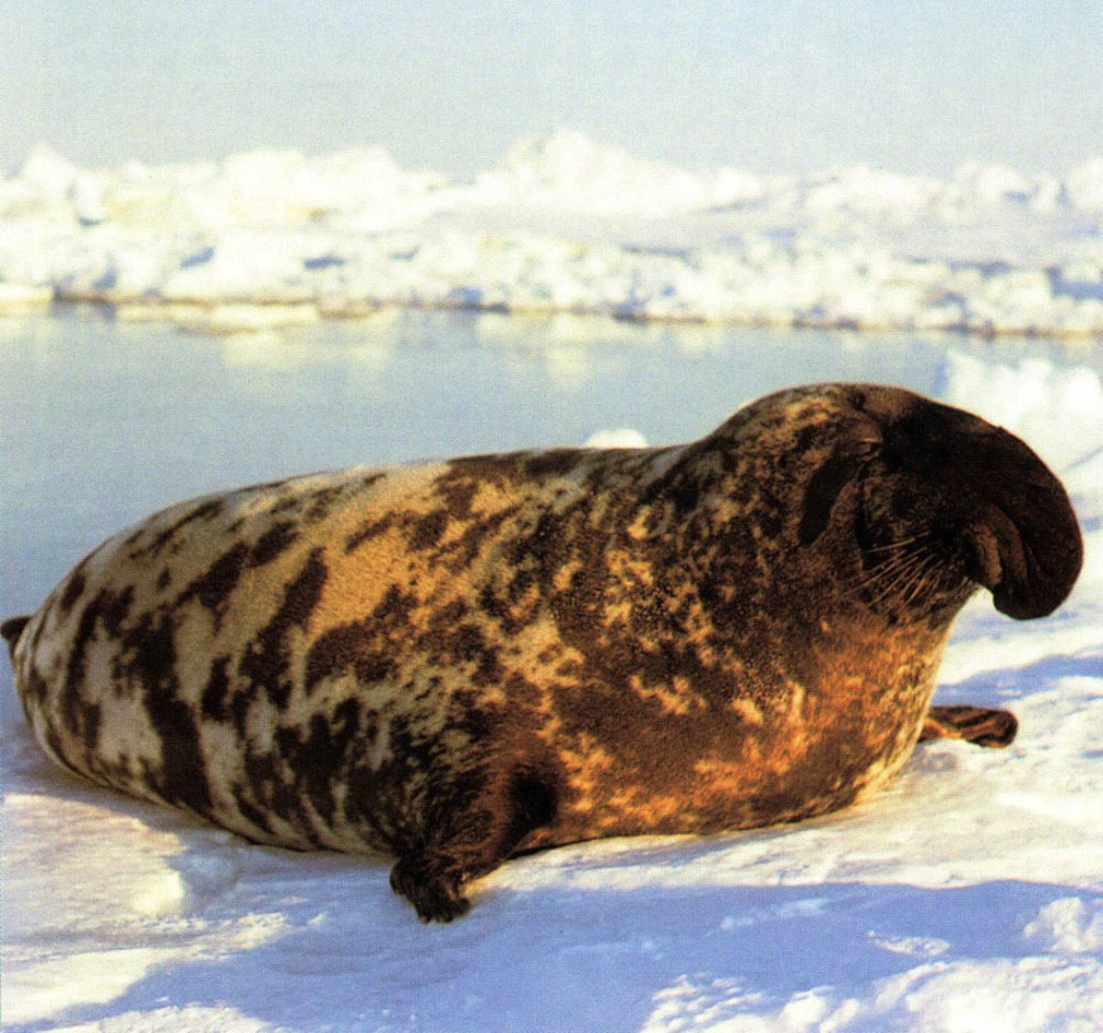 Cystophora cristata