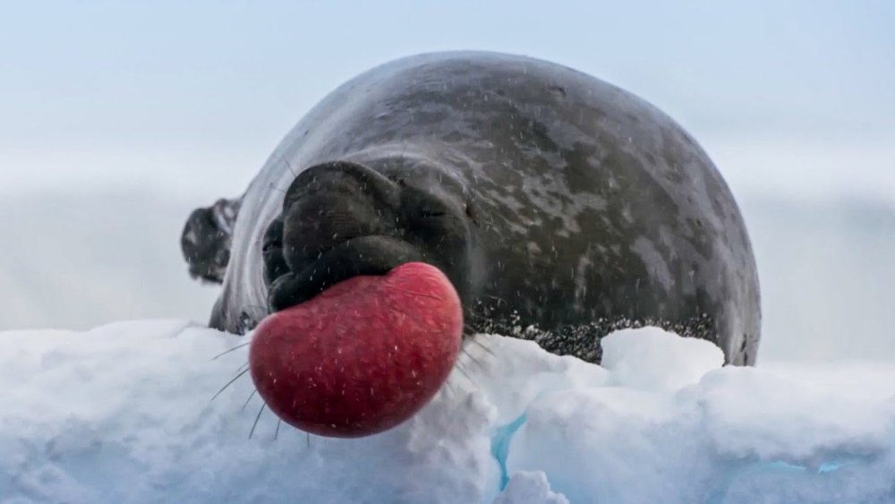 Frozen Planet II