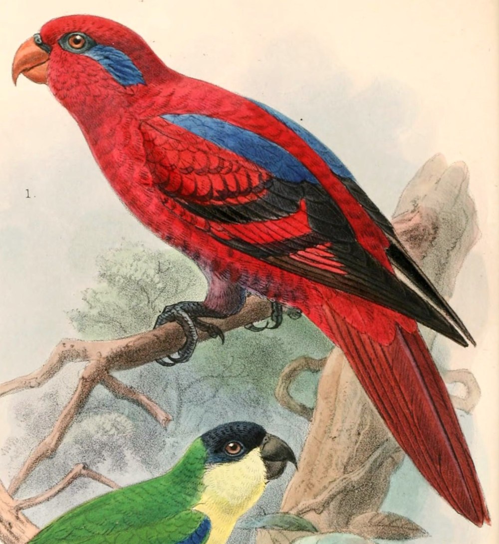 Cyclopsitta gulielmitertii