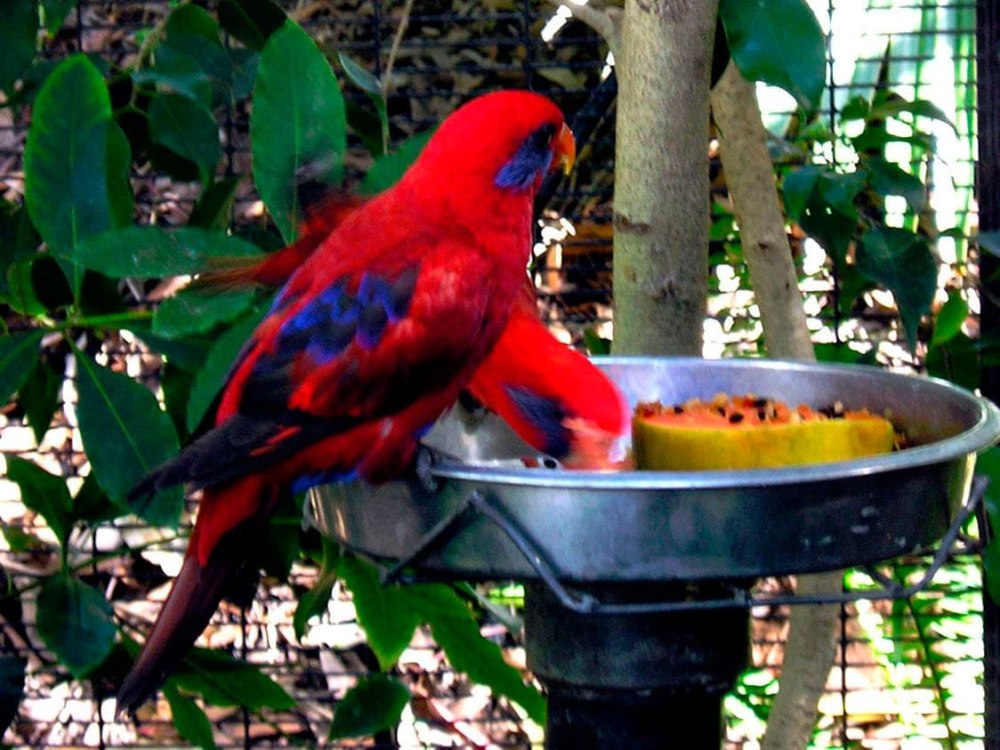 Blue-eared Lory