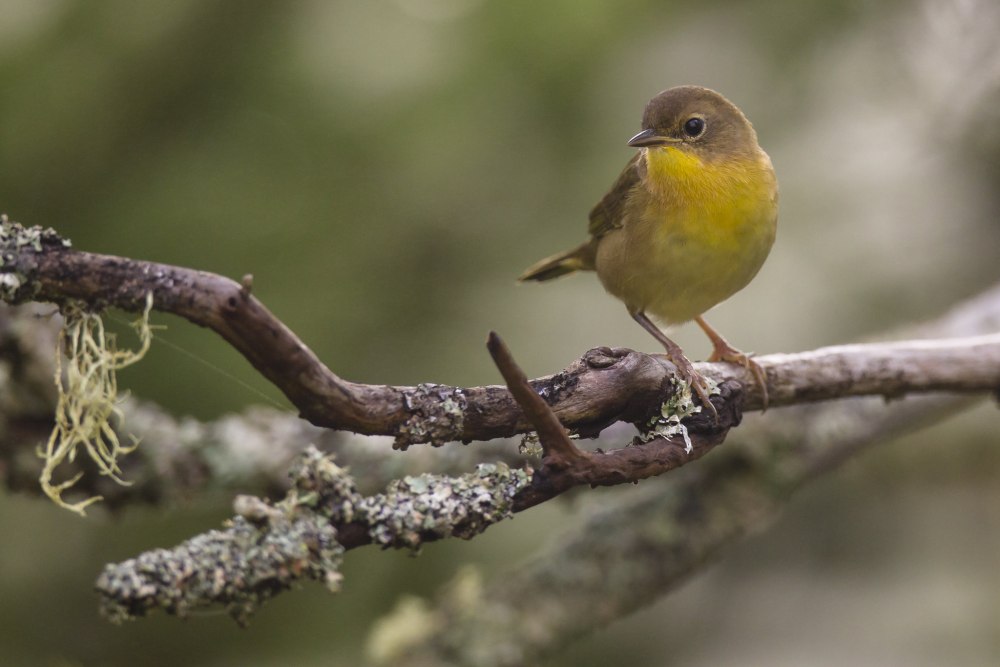 Желтогорлый певун (Geothlypis trichas)