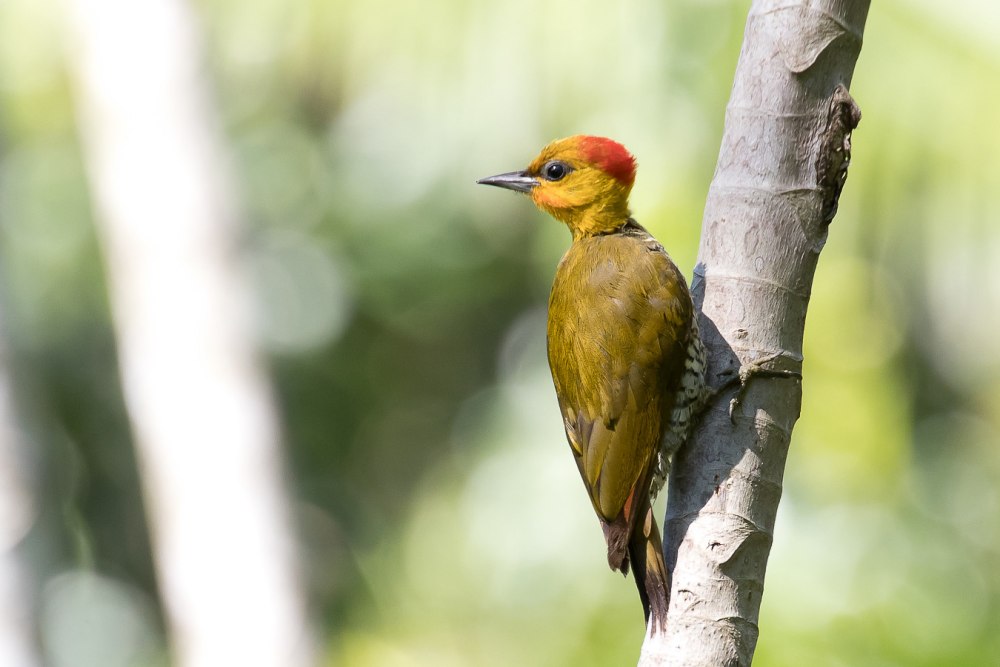 Piculus chrysochloros