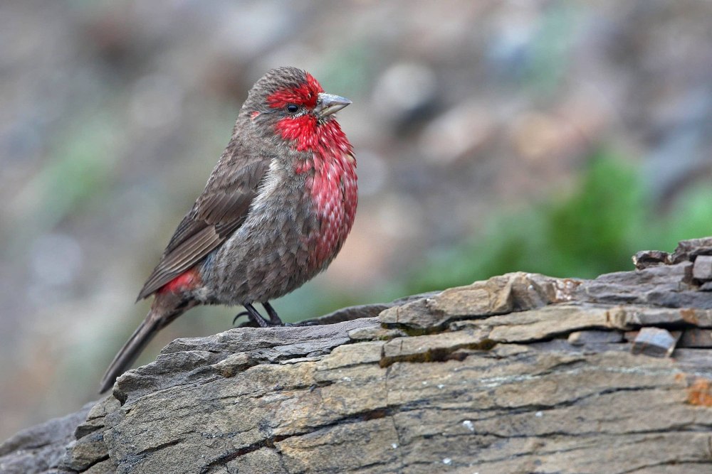 Carpodacus ferreorostris