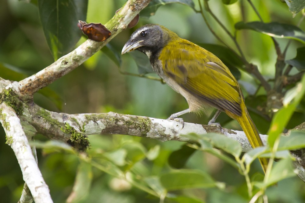 Orthocephalus Saltator