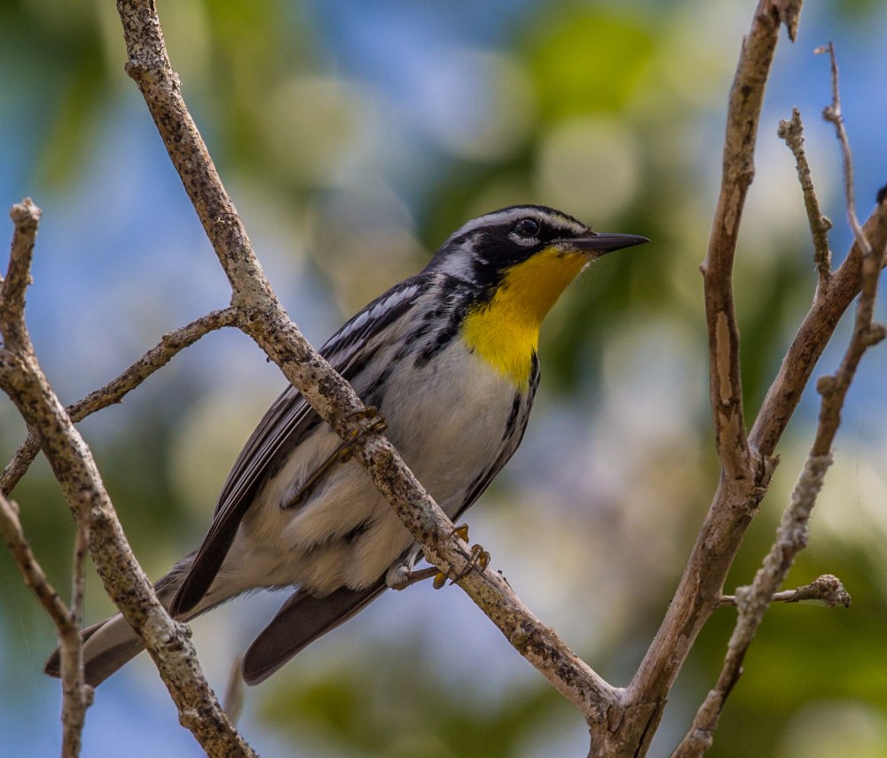 Yellow-throated Warbler