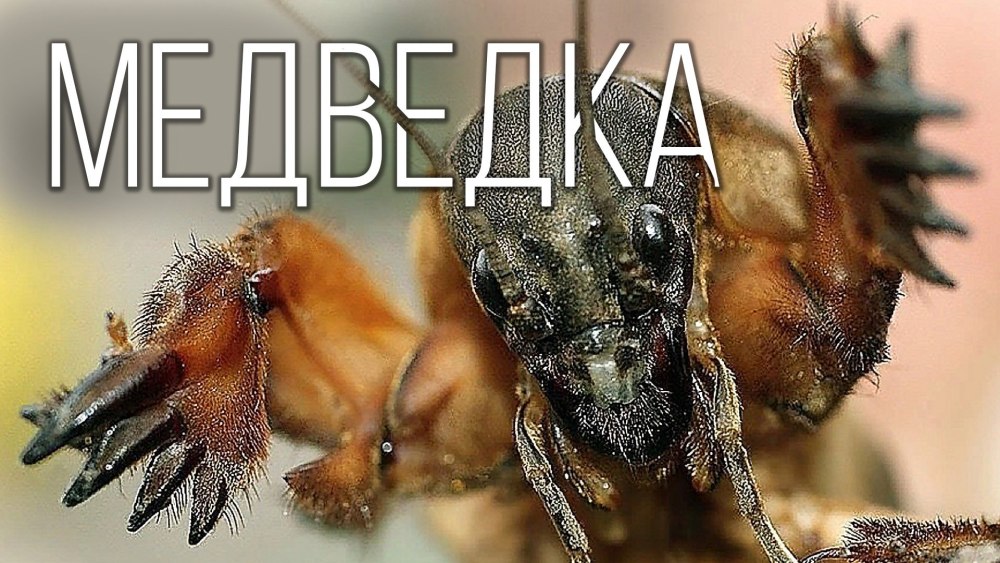 Читать комикс<<про насекомых и их потомства>>