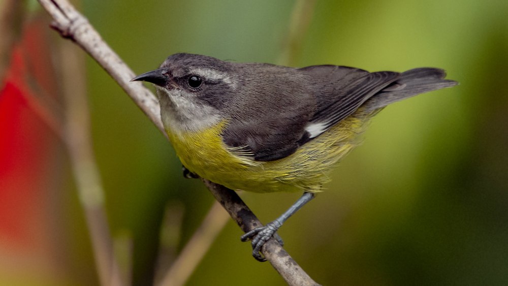 Coereba flaveola