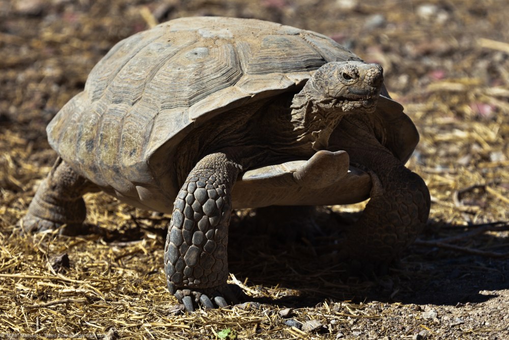 Gopherus agassizii