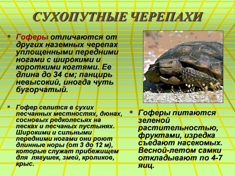 Пресмыкающиеся отряд черепахи