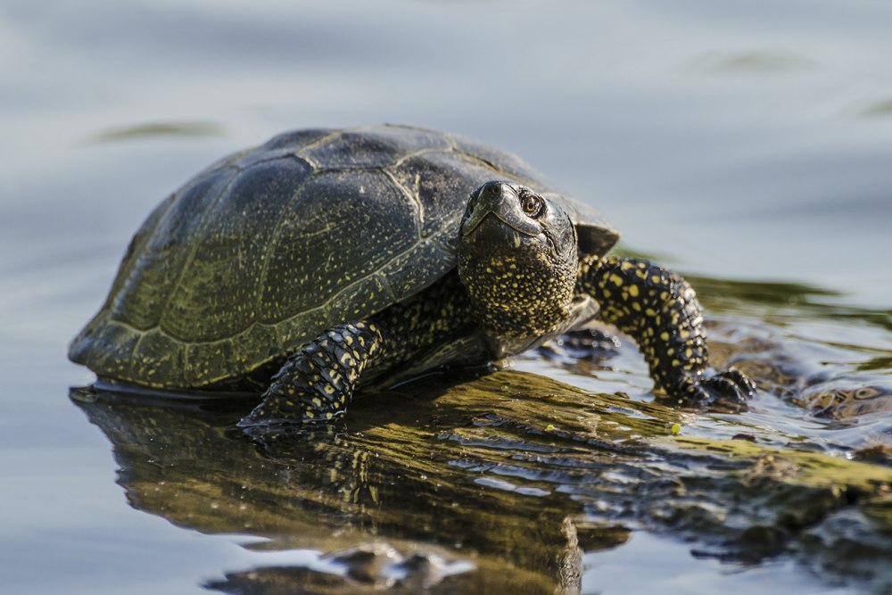 Болотная черепаха Emys orbicularis (Linnaeus, 1758)